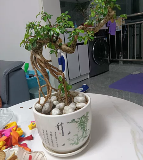 提根飘枝小老桩,大长飘枝,伸得長吃得远之象...