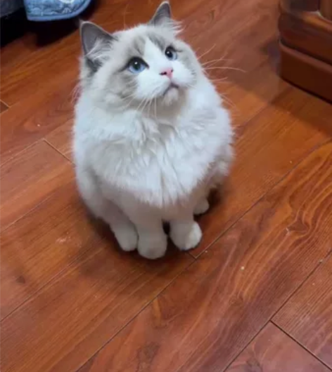 乐山市中区出布偶猫，同父同母弟弟妹妹各剩最...