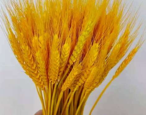 【9.8元100支】麦穗干花新年开业摆放插...