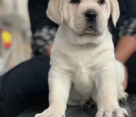 自家养的拉布拉多幼犬，拉不拉多幼犬宠物狗狗...