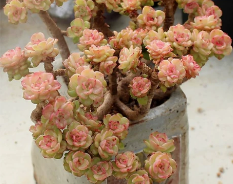 肉肉植物超大特大多肉老桩清仓多头群生包邮