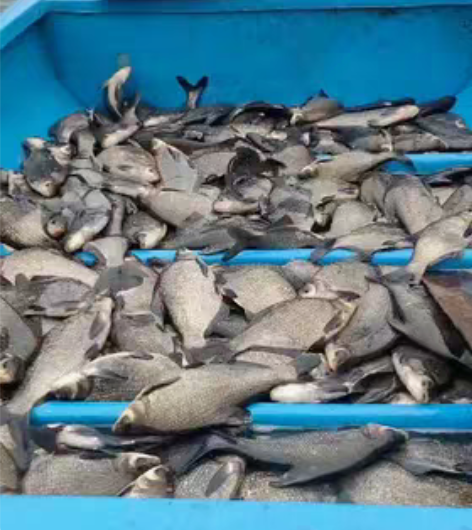 太平湖清水鳊鱼 正宗太平湖产地 品质绝对优...