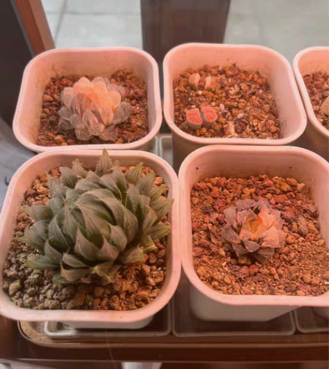 霓虹灯，om，玉露，红岩，赤线玉露锦。价格...