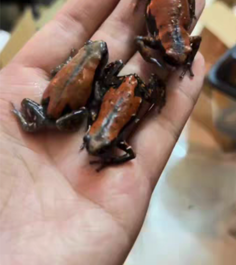 包邮红背步行蛙，已养定 感兴趣的话点“我想...