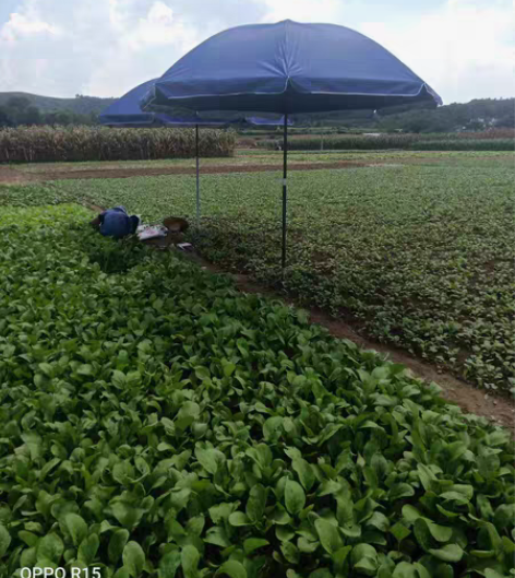 包邮全新户外伞大号摆摊伞加厚遮阳伞清仓沙滩...