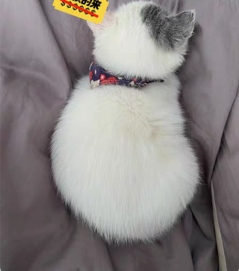 长期猫咪狗狗宠物上门喂养服务  邗江区周边...