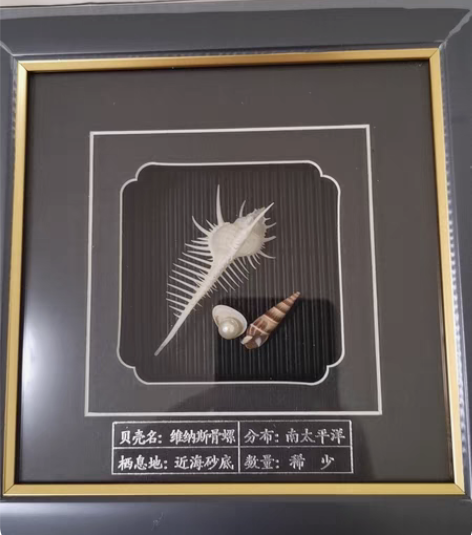 贝壳工艺品:贝壳装饰画,维纳斯骨螺,分布在...