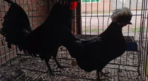 包邮白头帽子鸡 小鸡 种蛋可以快递了开始预...