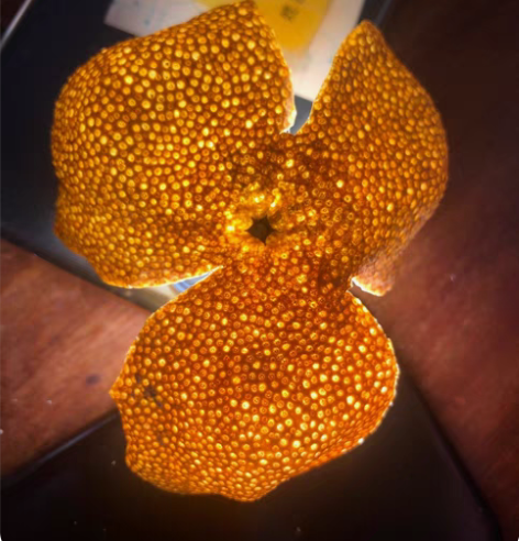 正宗新会天马陈皮！2020年正宗新会天马皮...