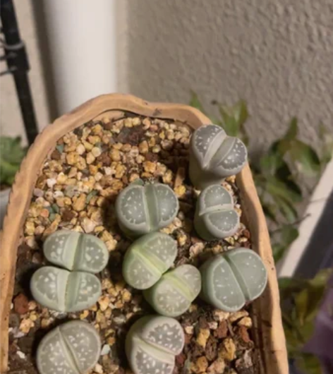 转卖多肉花盆陶瓷多肉植物粗陶复古素烧紫砂创...