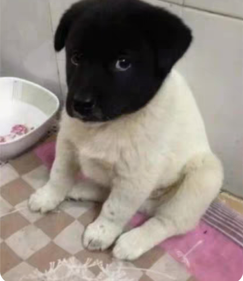 出一套先马黑钻原装模组线 全新，只上机点亮...