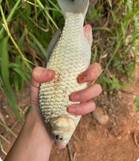 收摩托罗拉 x30，12+256，1200...