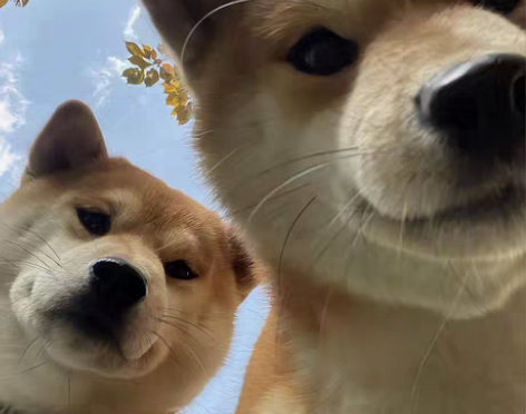 包邮仅限芝麻信用极好用户!!!!! 其他不...