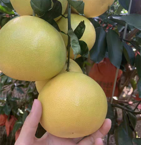 包邮古砚，大沱石，双面均有轻微使用过痕迹，...