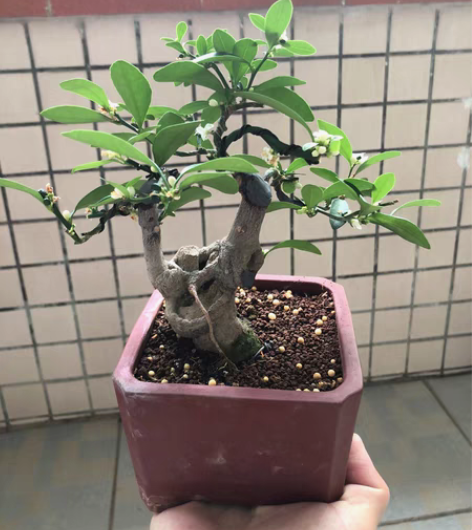 小豆豆，矮霸蘑菇头，老盆口年功货开花挂果了...