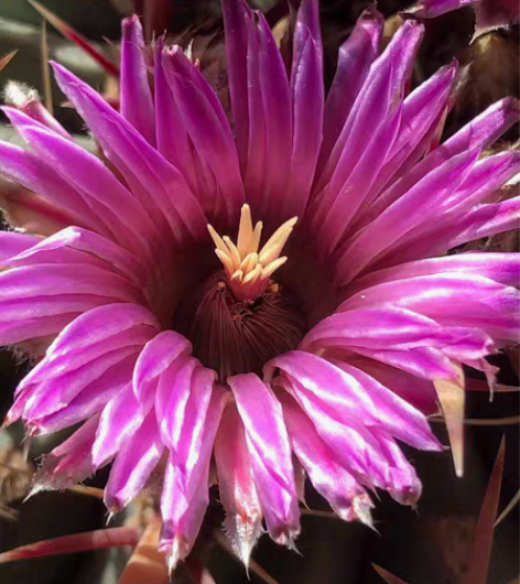 多肉—红日，买一赠一，赠白毛掌一盆。拼多多...