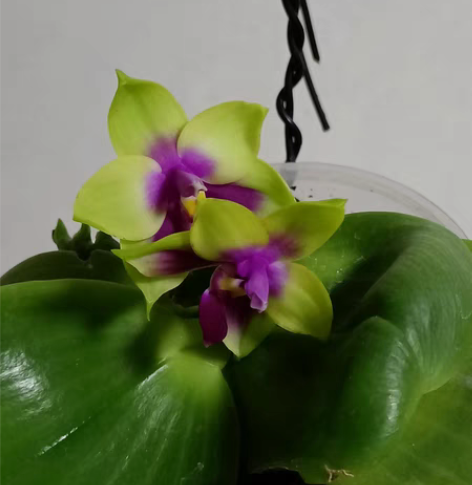 蝴蝶兰BT575快乐鹰＊红日，售出不退不换...