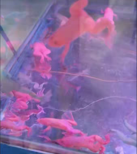 七彩蛙 宠物蛙 深水蛙 一只4元，地址普宁...