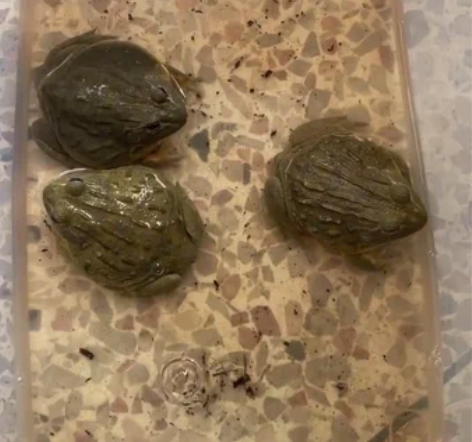 观赏蛙  非洲牛蛙9公分左右，可换其他宠物...
