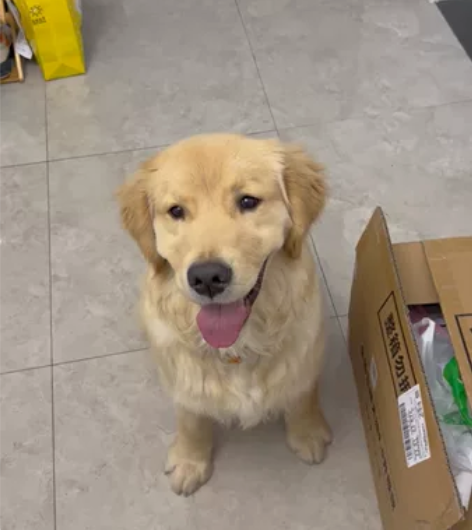 自提金毛，宝贝回家已经6个月了。 宠物狗狗...