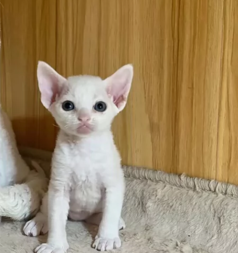 德文卷毛猫纯白妹妹，非常可爱，血统纯正，爸...