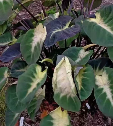 热带风暴魔芋小苗，量大可小刀，苗高10cm...