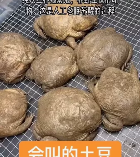 小丑蛙 年前特价 唐山火车站附近自提 视频...