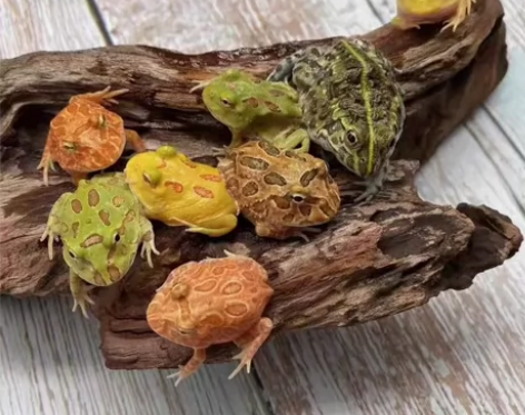 角蛙全品随机发货，包邮包活到家 角蛙大小2...