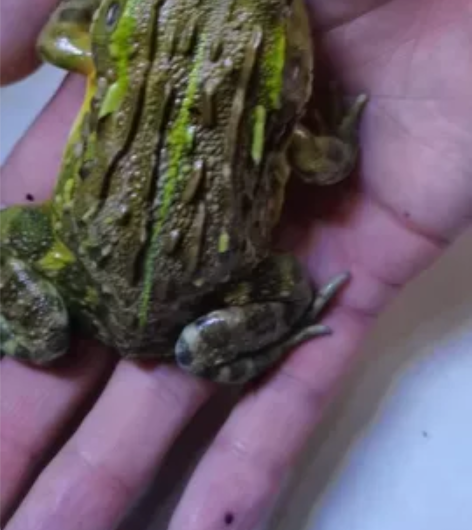 非洲牛蛙,8到9厘米,一物一图,标价为实物...