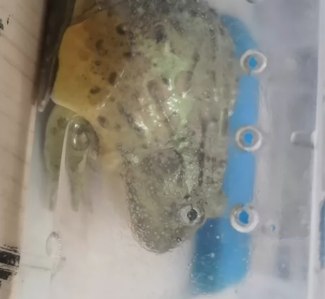 非洲牛蛙14-15cm,认主人,状态好,不...