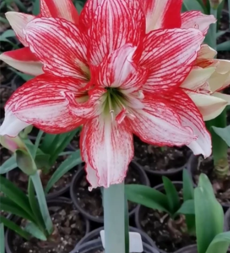 倾城之恋大球已切  数量超多  明年会出点...