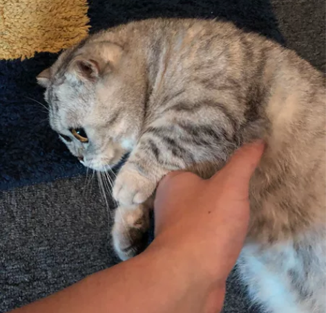 佛山上门喂猫代遛狗宠物喂养 服务范围：以南...