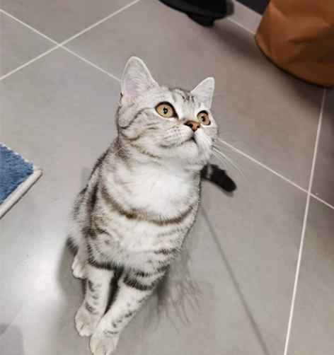 【静安普陀】节假日 日常上门喂猫/遛狗 本...