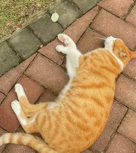 光与夜之恋 Happy zoo h咖 夏鸣...