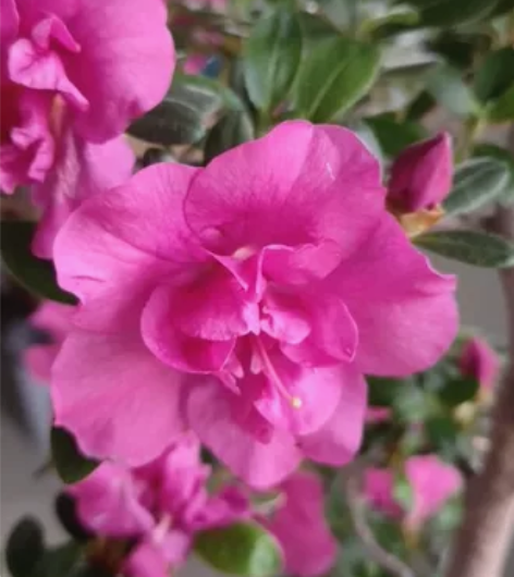 日本杜鹃盆景紫慕情高度1米左右树杆粗3厘米...