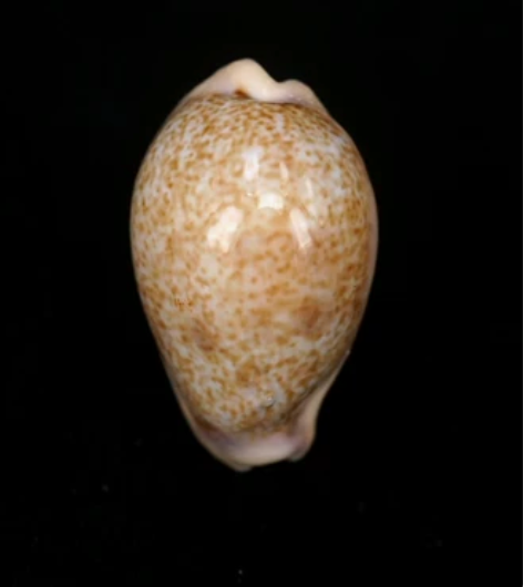 名称：南太平洋宝螺 Cypraea bre...