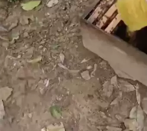 自家养的蜂蜜，百分百纯天然，有假不要一分钱...