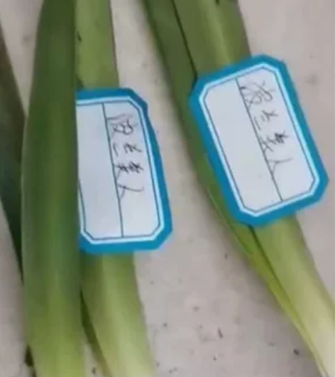 闲置波兰美人朱顶红转卖几个小球 波兰美人朱...