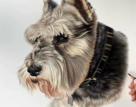 动物手绘素描画彩铅画 专业画师/品质保证 ...