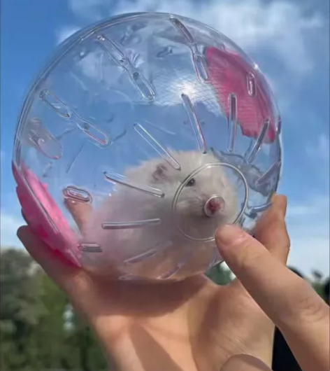 《特价跑轮包邮》小仓鼠用品玩具跑球滚球金丝...