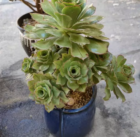 法师君美丽老庄，带盆50！ 感兴趣的话点“...