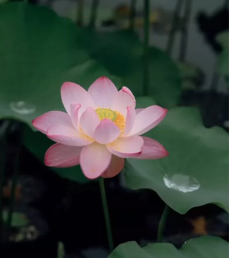 Asus/华硕 灵耀s4300f 华硕轻薄...