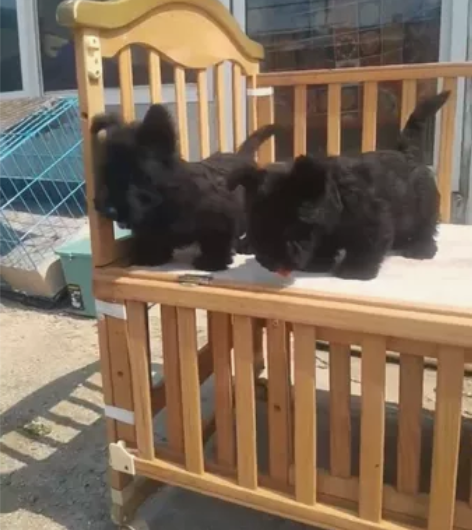 高品种苏格兰梗，?公有母，你们要的小短腿来...