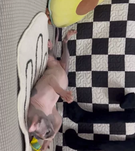 斯芬克斯无毛猫 出一只可爱精灵耳妹妹   ...