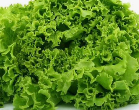 四季奶油生菜种子阳台专用四季播蔬菜种子口感...
