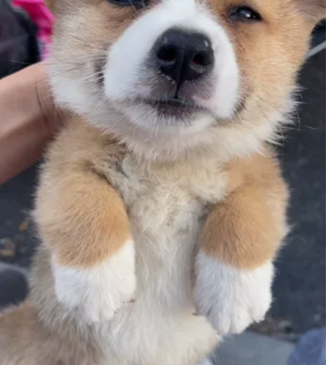 小柯基 三通大围脖 公 两个月 感兴趣的话...