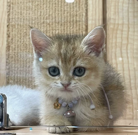 互联网加 计算机 好创意等 视频类 动画类...