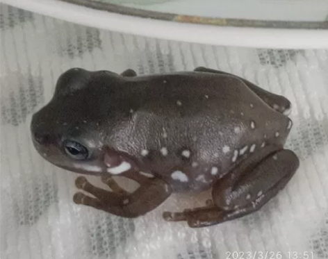 姥爷树蛙雪花蓝眼焦糖蓝眼树蛙苗子，精品价低...
