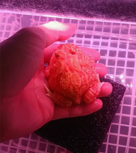 微瑕草莓角蛙 因后天性缺钙轻微漏齿 7+c...