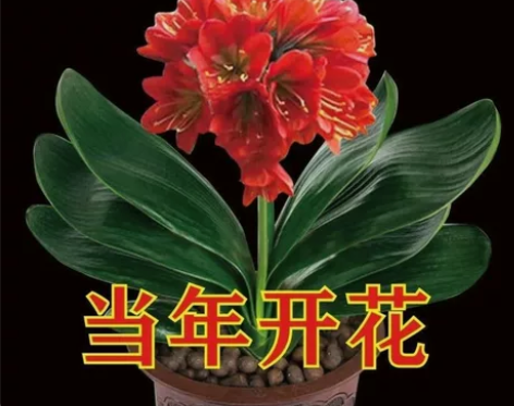 【降价秒杀】君子兰盆栽室内花卉四季开花绿植...